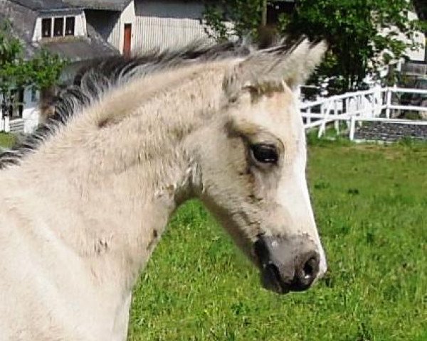 Pferd RM Cremissimo (Deutsches Reitpony, 2016, von Mac Creamy) Pferd RM Cremissimo (Deutsches Reitpony, 2016, von Mac Creamy)