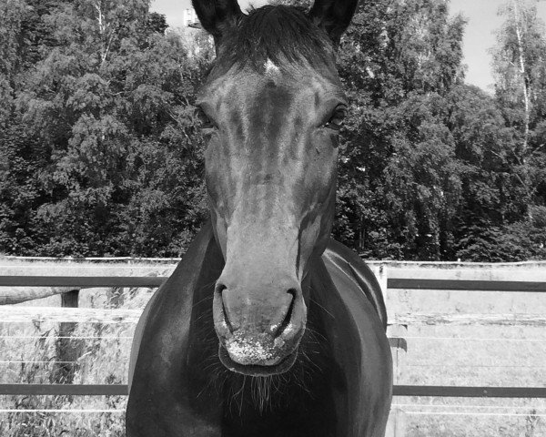 jumper Quinta's Lady (Westphalian, 2007, from Quinta Real)
