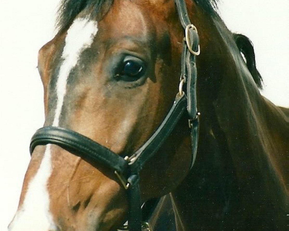 horse Let's Go 42 (Holsteiner, 1987, from Literat)