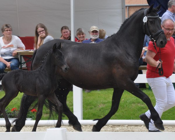 horse Dark Delicious (German Riding Pony, 2016, from Dark Dornik)