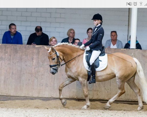 Dressurpferd Free Candy (Haflinger, 2002, von Stroganoff)