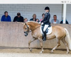 dressage horse Free Candy (Haflinger, 2002, from Stroganoff)