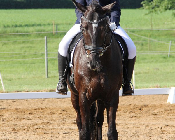 Pferd Dezembermärchen (Holsteiner, 2004, von Dolany)