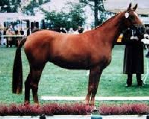 broodmare Windrose (Hanoverian, 1997, from Welt Hit I O)