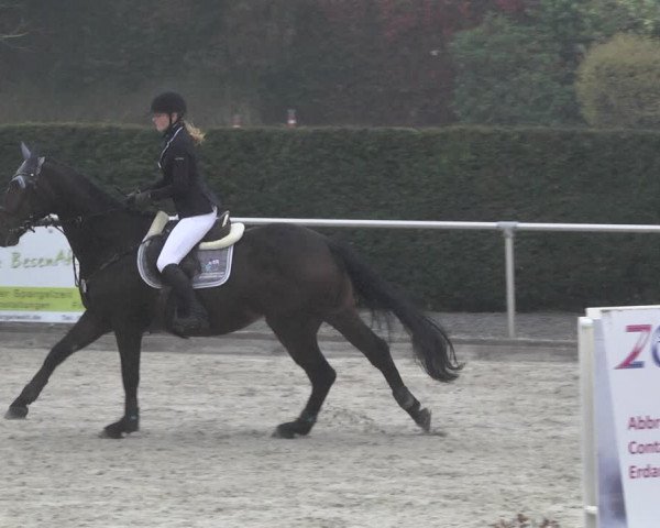 Reitturnier Durmersheim-Hardt 2021