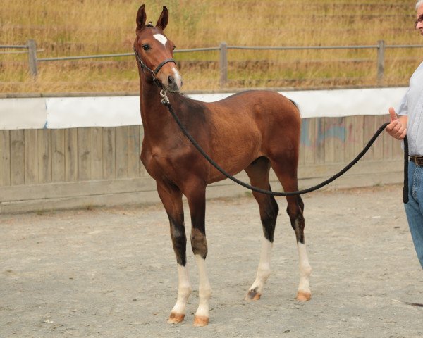 horse Fyandro (Oldenburg, 2015, from Fiandro)