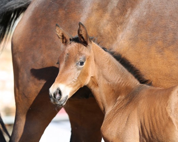 horse Lonkens Ortaglia (Oldenburg, 2016, from Fiandro)