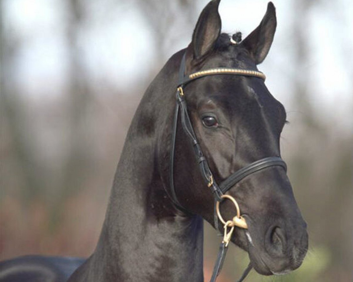 Deckhengst Fontane (Oldenburger, 2004, von Florencio I)