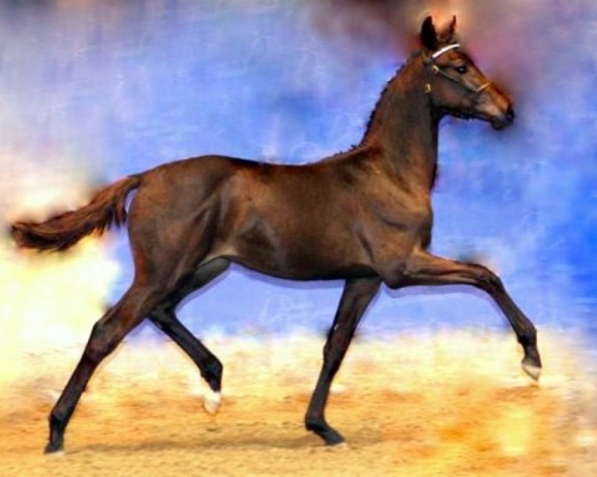 horse Trampedach (Danish Warmblood, 2009, from Tuschinski)