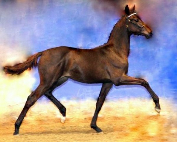 Pferd Trampedach (Dänisches Warmblut, 2009, von Tuschinski)