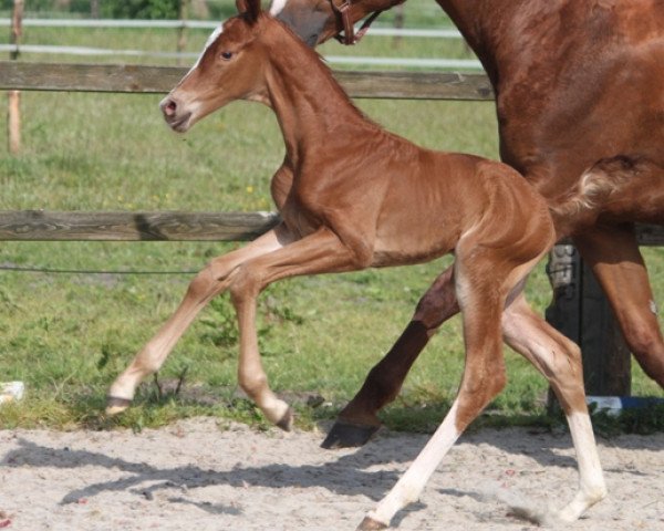 dressage horse Fame For Fantasy (Oldenburg, 2014, from Franziskus FRH)