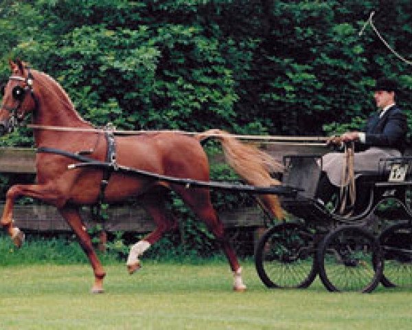stallion Immigrant (American Saddlebred Horse, 1990, from Harlem Globetrotter) stallion Immigrant (American Saddlebred Horse, 1990, from Harlem Globetrotter)