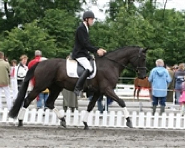 broodmare Scala Roma Vestergaard (Trakehner, 2004, from Hohenstein I)