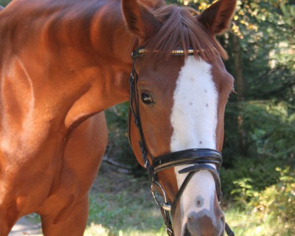 dressage horse Cyn Cey M (Hanoverian, 2006, from Continue)