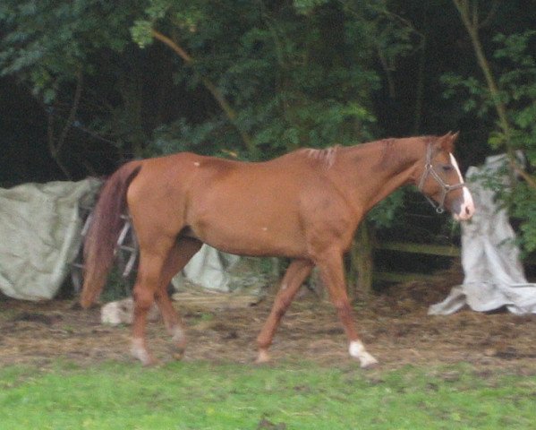 broodmare Akzenta (Hanoverian, 1983, from Akzent II)