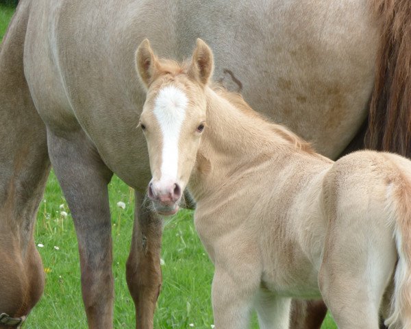 horse Djuno (Westphalian, 2016, from Dating AT NRW)