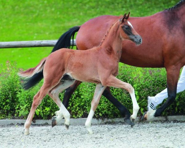 horse First Franz (Württemberger, 2014, from Franziskus FRH)