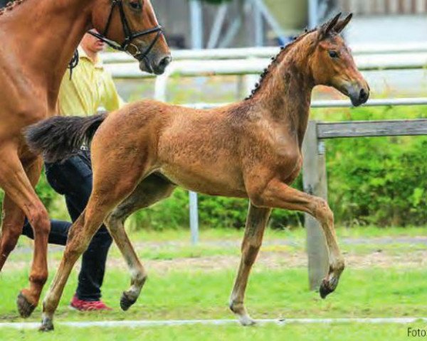 horse Franca (Hanoverian, 2014, from Franziskus FRH)