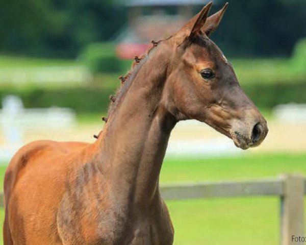 horse Florentina (Hanoverian, 2014, from Franziskus FRH)