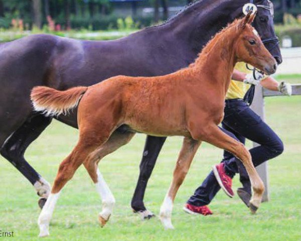 horse Fernandinho (Hanoverian, 2014, from Franziskus FRH)