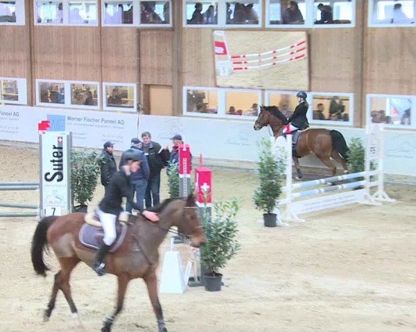 Reitturnier Henau 2019