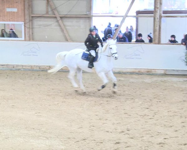 Reitturnier Henau 2019