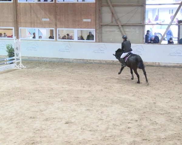 Reitturnier Henau 2019