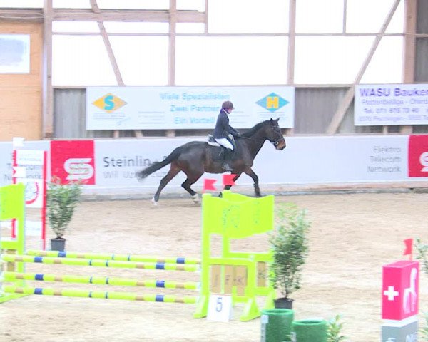 Reitturnier Henau 2019