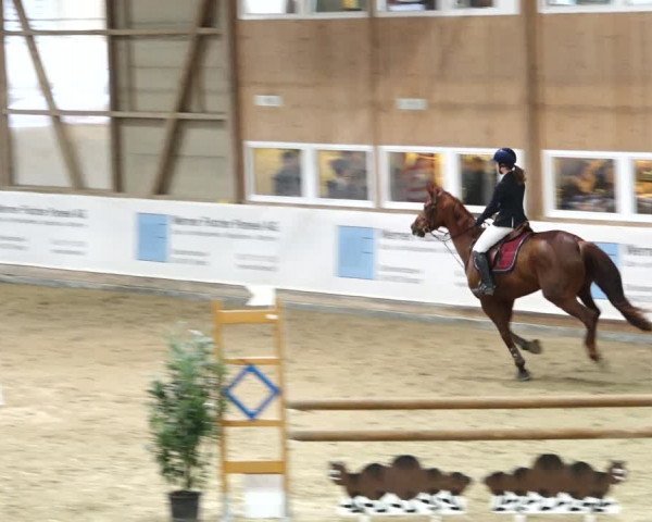 Reitturnier Henau 2019