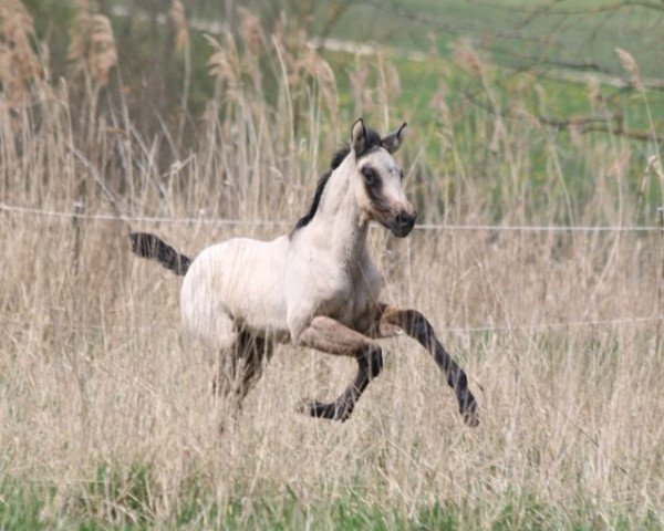 Pferd Aluna (Pura Raza Espanola (PRE), 2016, von Peladilla IV)