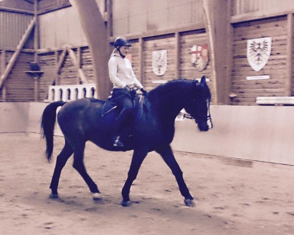 dressage horse Captain Blackbeard (Holsteiner, 1998, from Camiros) dressage horse Captain Blackbeard (Holsteiner, 1998, from Camiros)