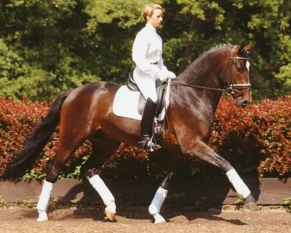 Deckhengst Don Akzento 2 (Hannoveraner, 2000, von Donnerhall)