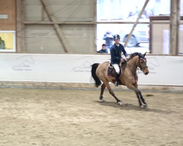 Reitturnier Henau 2019