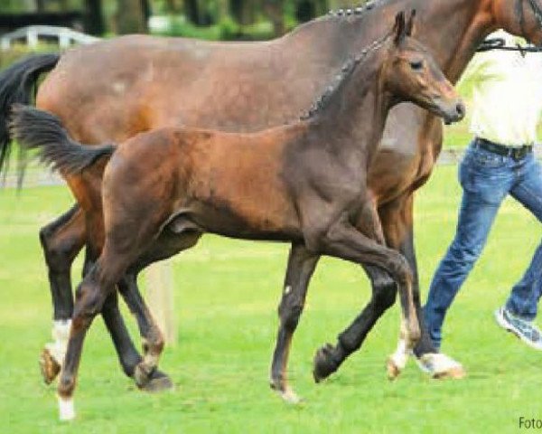 horse Francus de Verden (Hanoverian, 2014, from Franziskus FRH)