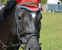 Springpferd Luna van Prinsenhof's (Belgisches Reitpony, 2007, von Kulberg's Lancelot)