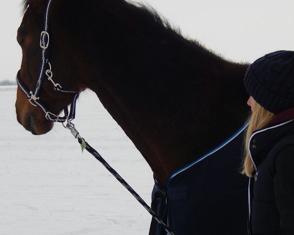 dressage horse Walk of Fame 52 (German Sport Horse, 2011, from Wilhelm's Ass)