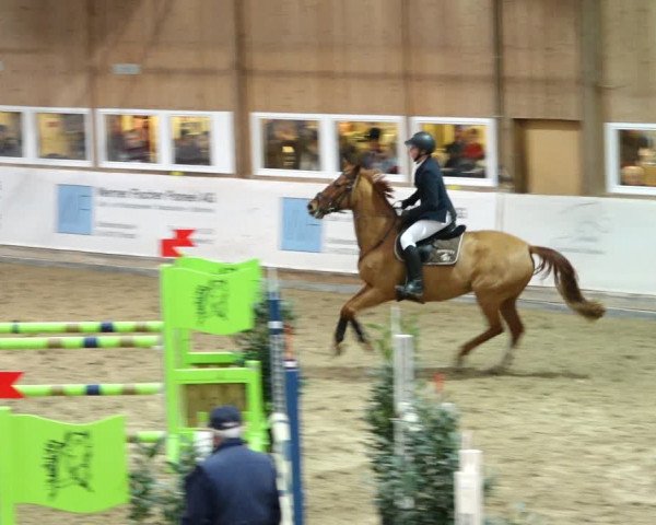 Reitturnier Henau 2019