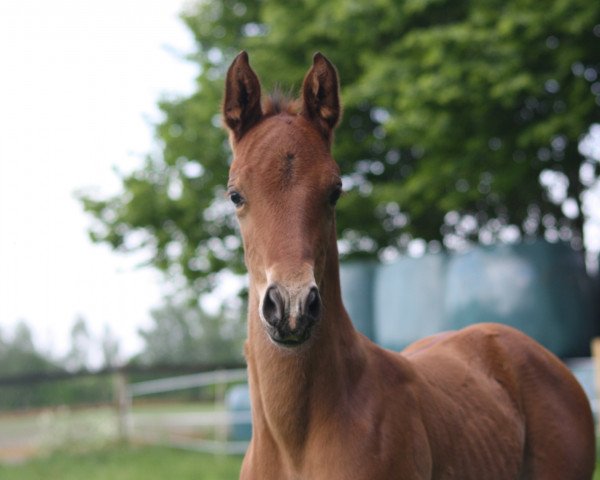 horse I. Skippy (Hanoverian, 2016, from Inliner)