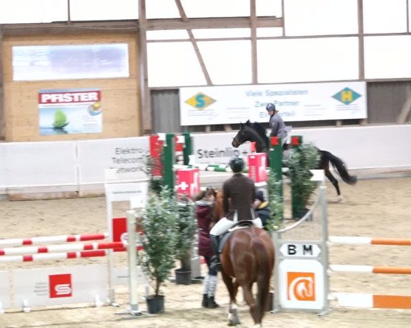 Reitturnier Henau 2019