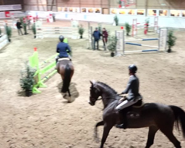Reitturnier Henau 2019