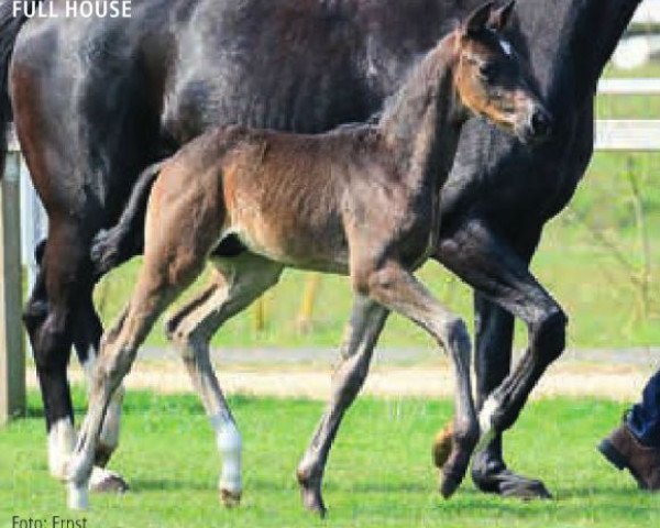 dressage horse Full House (Hanoverian, 2015, from Franziskus FRH)