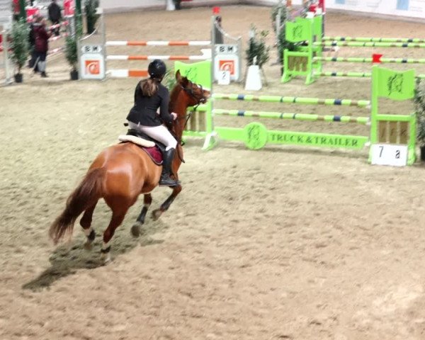 Reitturnier Henau 2019