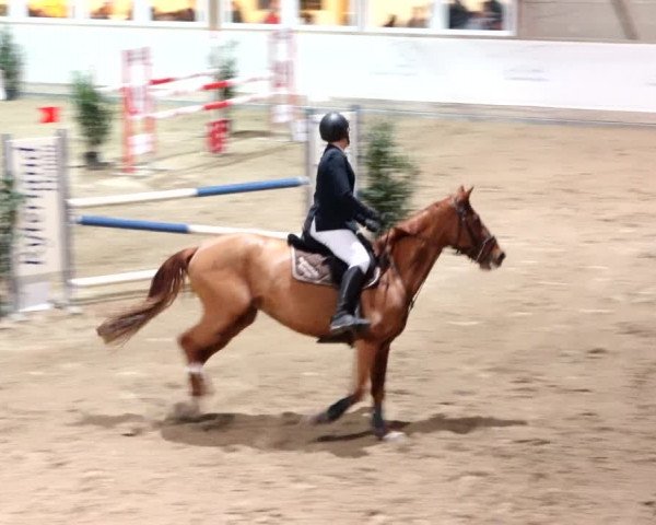 Reitturnier Henau 2019