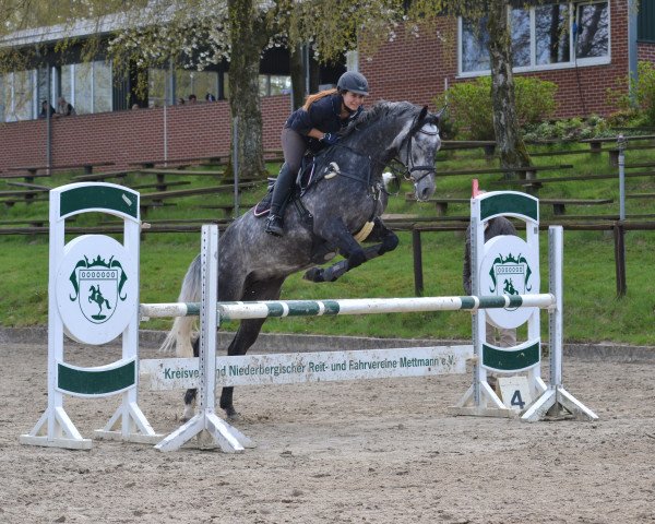 jumper Le Charmeur (Westphalian, 2011, from Levisonn 208 FIN)