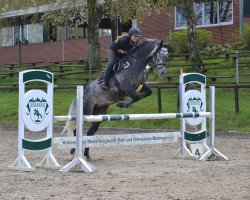 jumper Le Charmeur (Westphalian, 2011, from Levisonn 208 FIN)