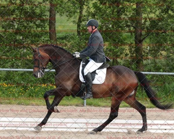 Dressurpferd Chico's Sir (Deutsches Sportpferd, 2004, von Chico's Boy)
