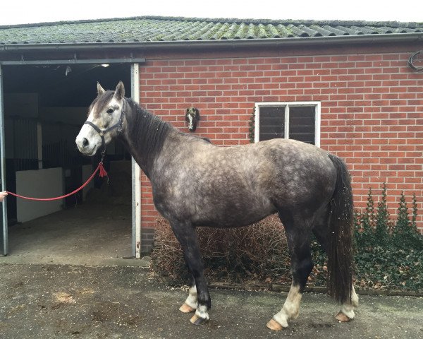 horse Highlander F (KWPN (Royal Dutch Sporthorse), 2013, from Carrera)