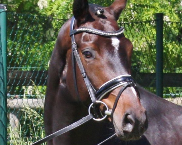 broodmare Jerremia (Oldenburg, 2009, from Jazzman)