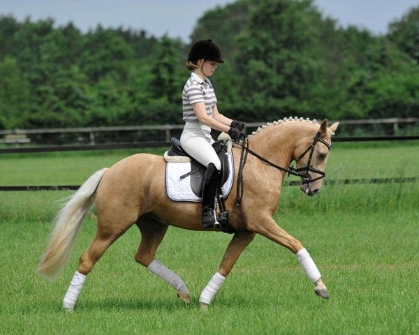 broodmare Hilkens Sunny Delight (German Riding Pony, 2007, from FS Golden Moonlight)