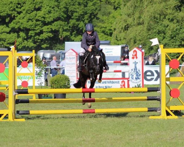 dressage horse Jaz 3 (Welsh-Pony (Section B), 2010)